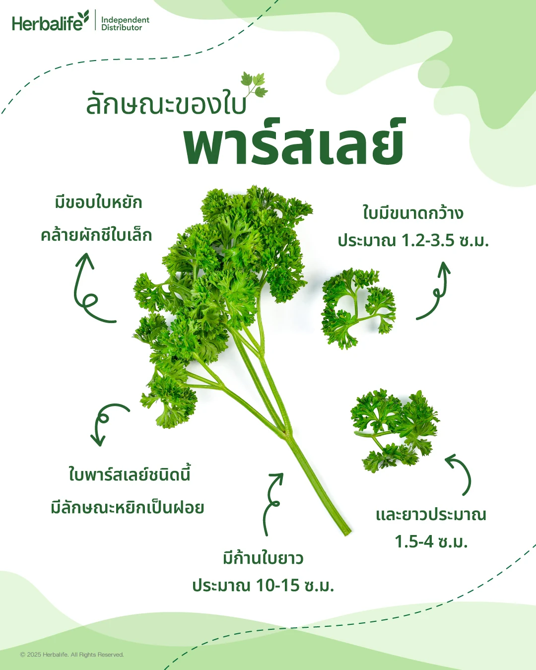 อินโฟกราฟิกลักษณะใบพาร์สเลย์ ขนาดใบและความยาวก้านใบ