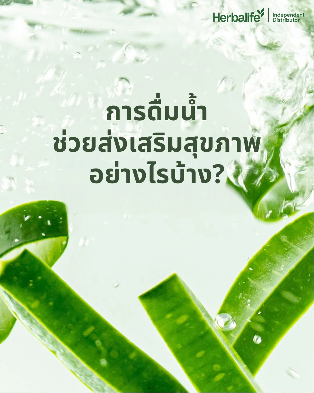 แถบใบว่านหางจระเข้สีเขียวในน้ำใสที่มีฟองอากาศ