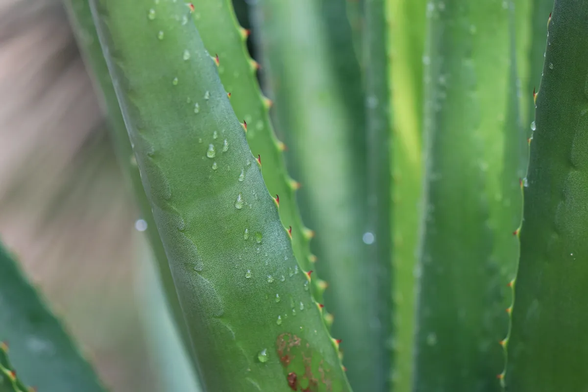 Thick green aloe vera leaves with water droplets and small spines along the edges